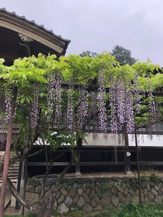 金剛寺のふじのはな