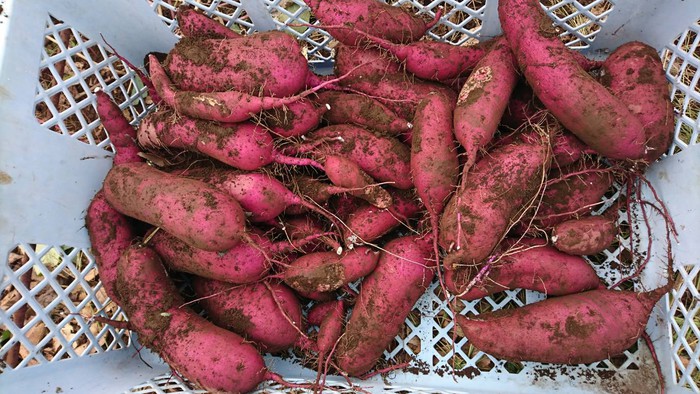 試し堀りをして下さったサツマイモ