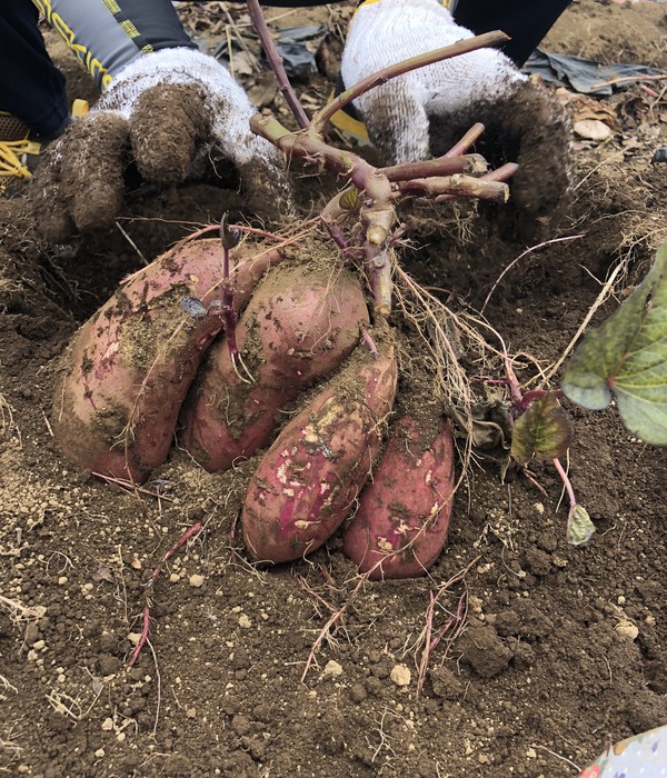大きなお芋がたくさんとれました