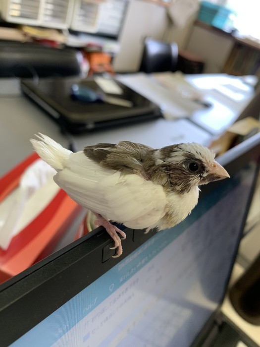 十姉妹ってとっても人なつこいんです!