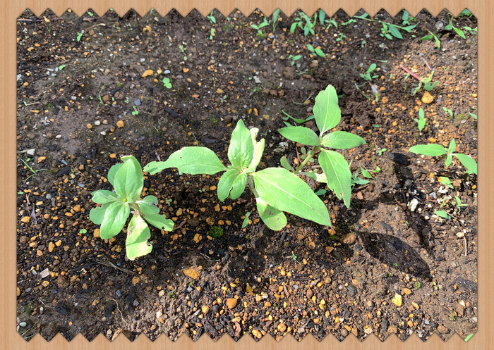 花が見れるのが楽しみですね 