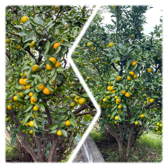 みかん山のみかんたちが色づいてきたよ 