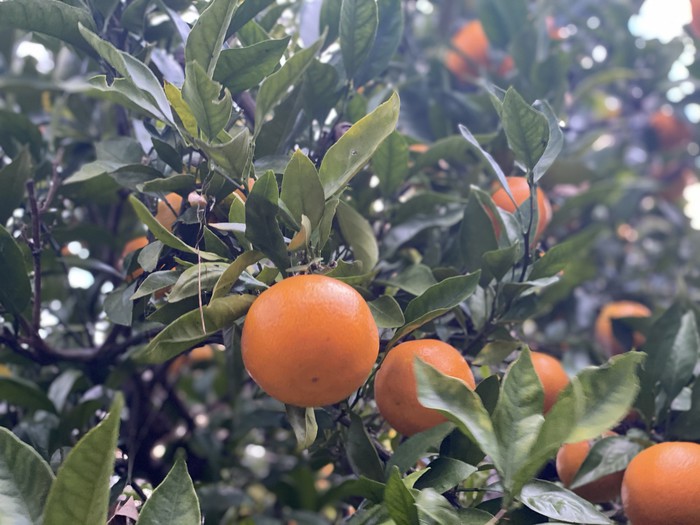 8日のみかんの様子