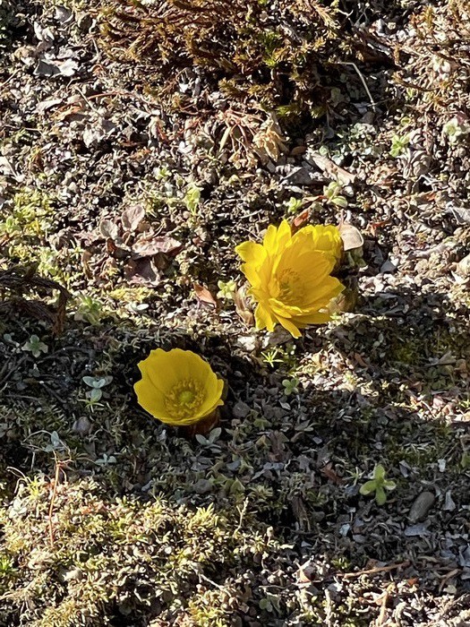 春を呼ぶお寺の福寿草