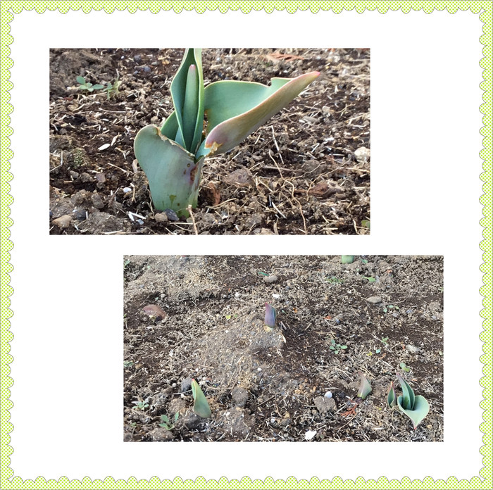 チューリップもスクスクと