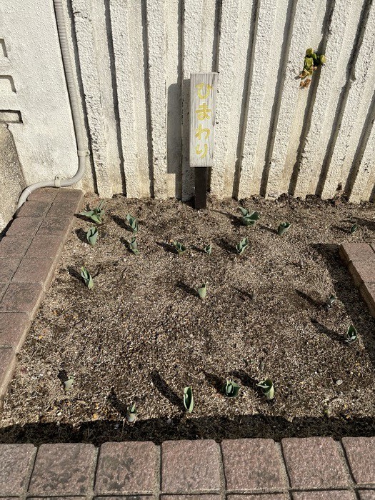 最近の気温の高さでチューリップたちがメキメキ育ってます でも花粉も多く飛んでます 