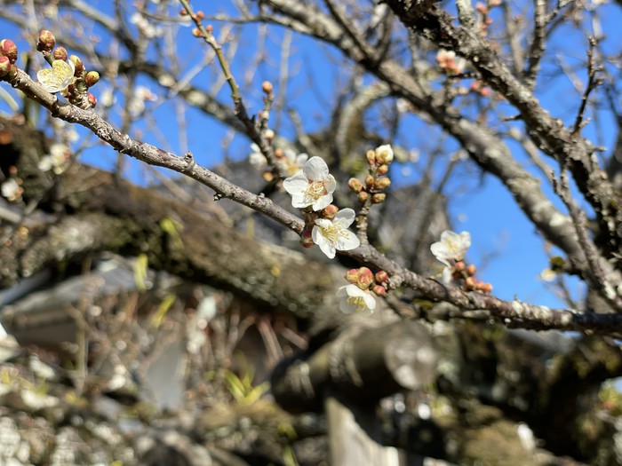 梅も満開で見頃です