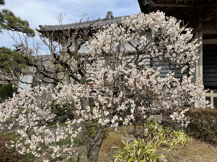 お寺の梅