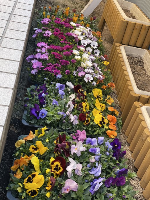 このはちゃんのパパが持ってきてくれたきれいなお花たち