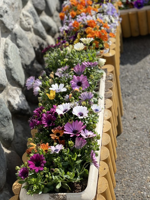 運転手さんがプランターに植えてくれました。いつも季節のお花がある四恩幼稚園。子どもたちは先生と一緒に花を愛でて季節を知ります。