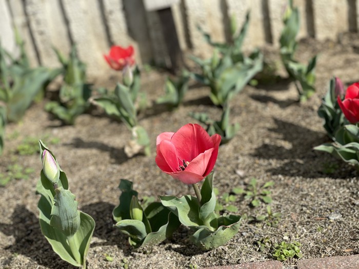 みんなの植えたチューリップが咲き始めました 