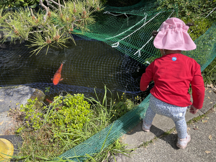 鯉さんのおやつタイム
