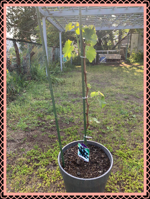 巨峰の苗木　芽が出て葉も伸びてきました 