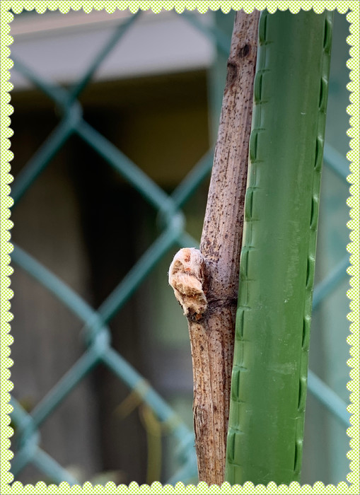 こちらはシャインマスカットの苗木　もうすぐ芽が出そうです 