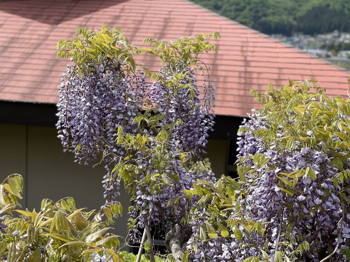 ホール上にある藤の花??ふじ組が無敵になり結束を固めたという藤の花??