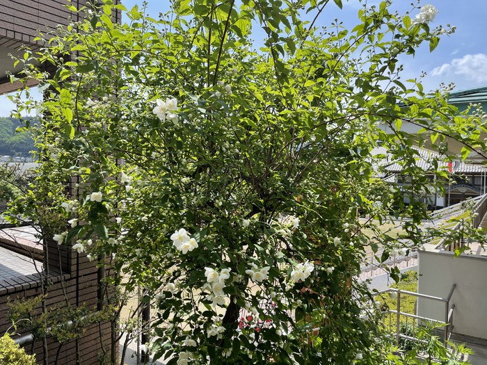 こちらは新園舎に行く途中にあるお花。紫陽花の前に毎年可憐な花を咲かせています。なんていう名前かなぁ？幼稚園には自然がいっぱいです。先代の園長先生や、管理してくれる運転手さんたちのおかげです。
