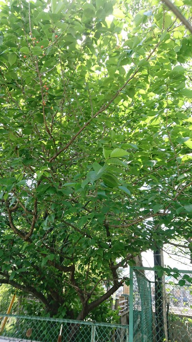 今は、新緑がきれいです