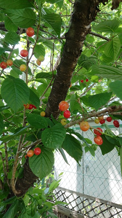 可愛いサクランボがたくさん