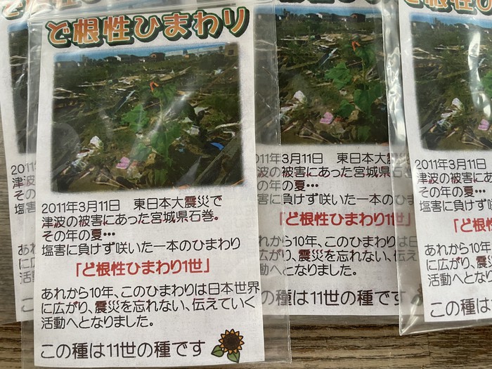 今年もど根性ひまわりの種を分けて頂きました。