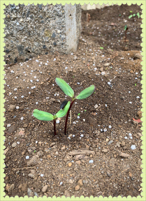 順調に芽が出ています 