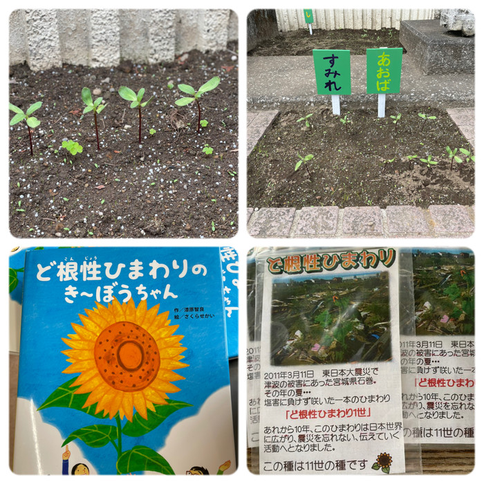 ど根性ひまわりの絵本を先生たちが読み聞かせをしてくれました 