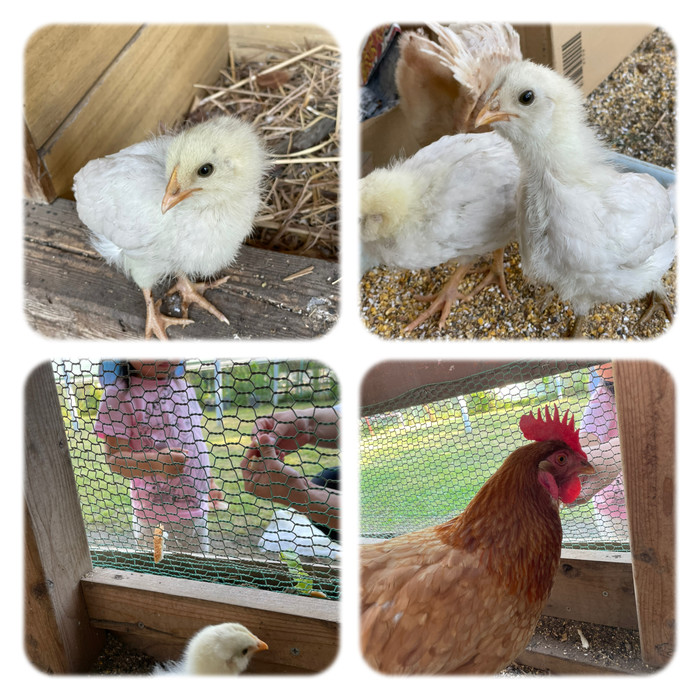 ひよこさんたちもすくすく大きくなってきています 