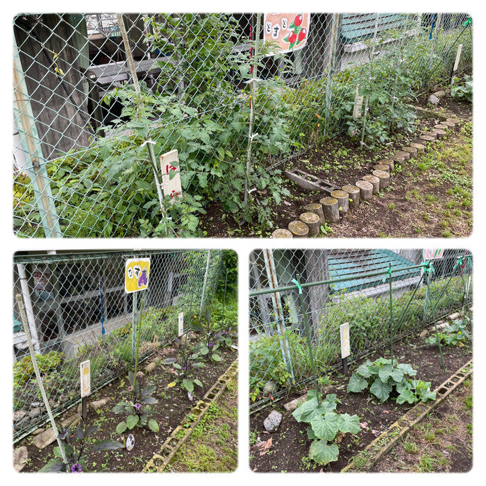 こちらは本園菜園   