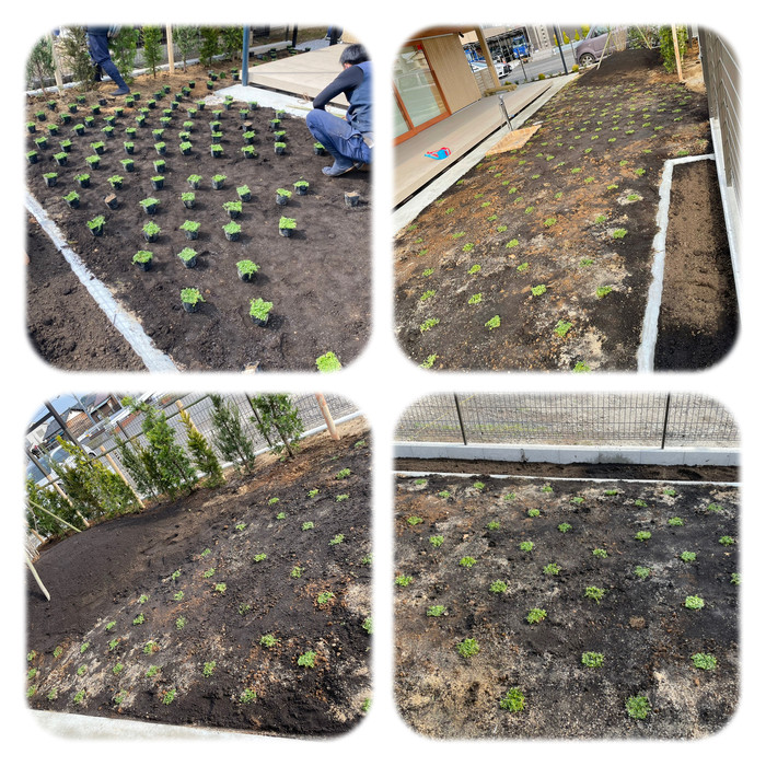 植えてもらっている時のクラピア！