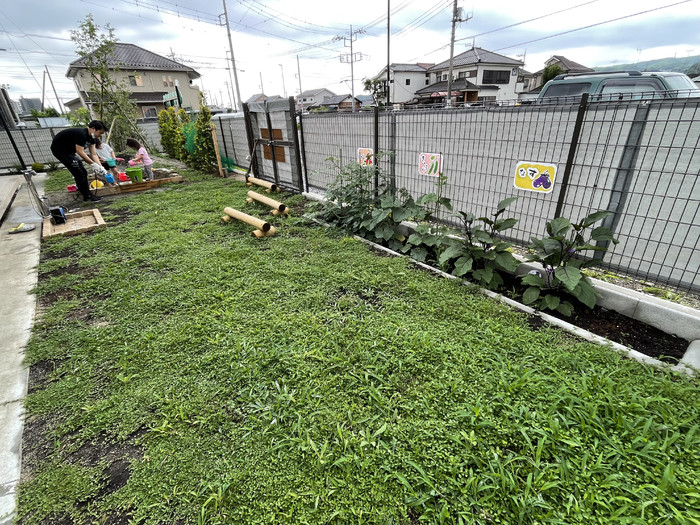 今はこんなに青々と育ちました！ピンクの小さな花が咲いていますよ。