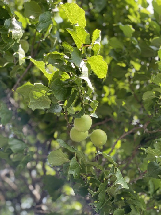 梅のいい香りがしています