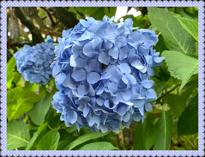 ピンク、ブルーが鮮やかです?