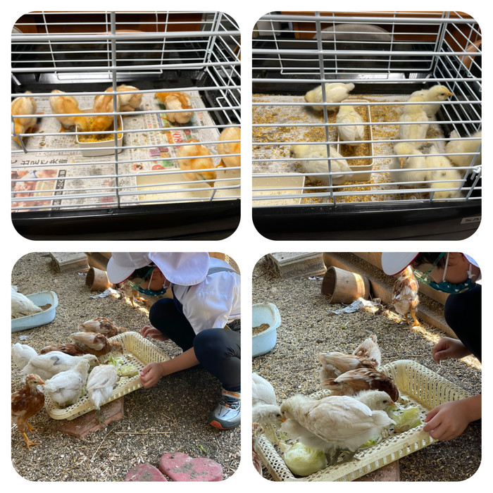 優しい目で飼育当番をやってくれる子どもたちです。