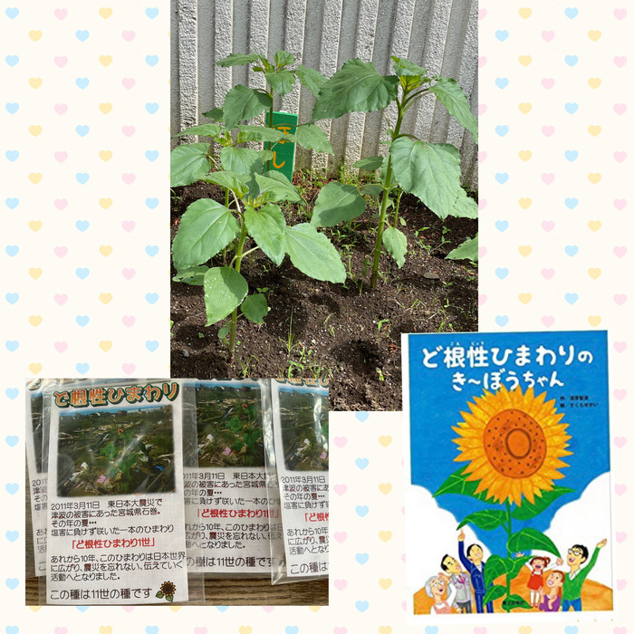 きーぼうちゃんもすくすく大きくなってきました