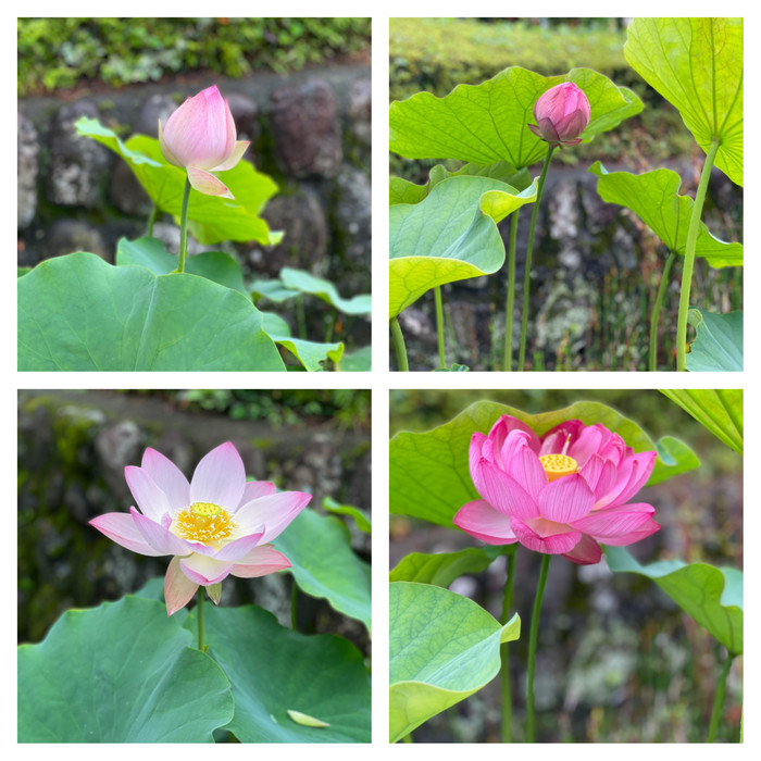 つぼみが満開になりました!