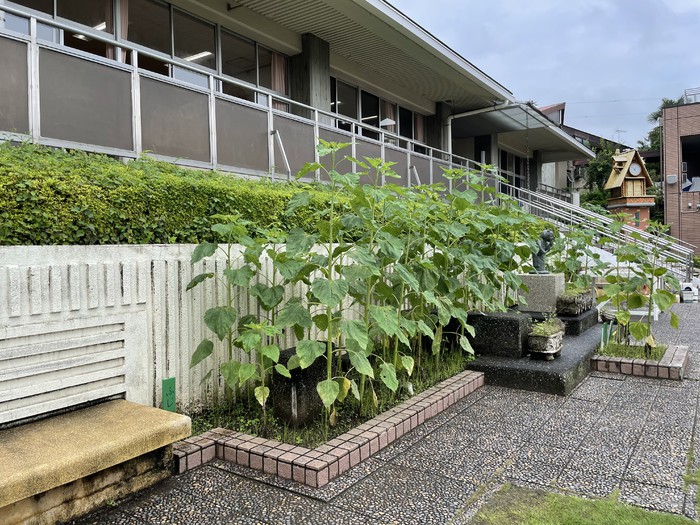 雨の恵みをたくさん頂いてすくすく育ちました
