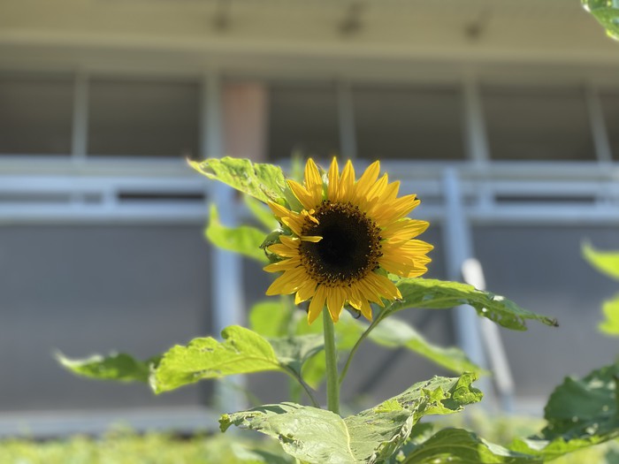 8月はどんどん咲いていきます。種をとり12世のひまわりにつなげていきたいと思います