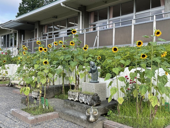 ど根性ひまわりのきーぼうちゃん達 満開です