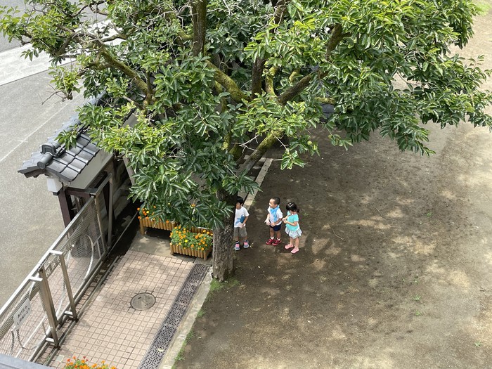 セミの抜け殻を見つけたもようです