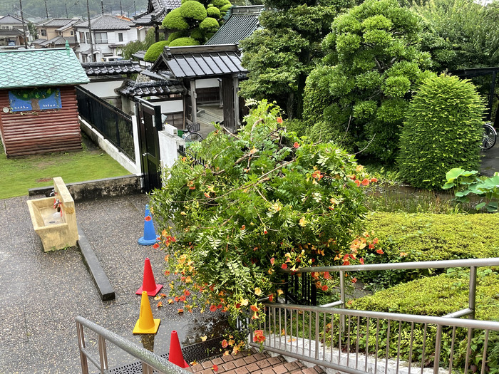 てっぺんから折れてしまったノウゼンカズラ