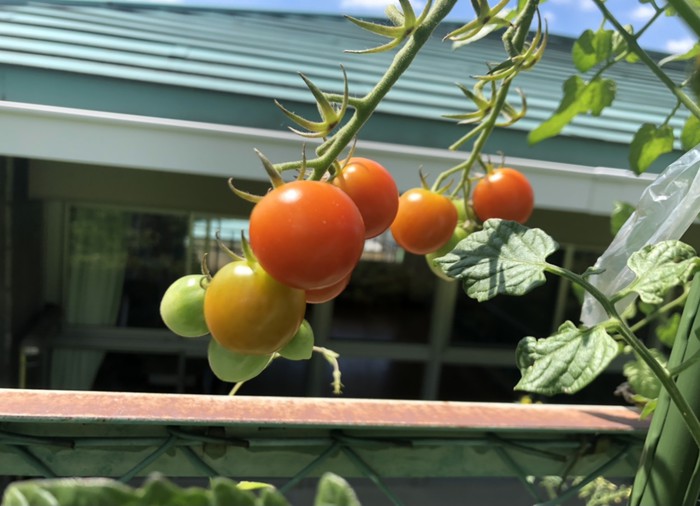 もっと、もっと赤くな?あれ??