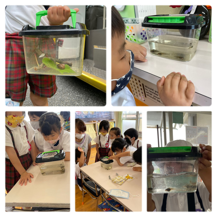 年少さんが持ってきてくれたおたまじゃくし。立派なカエルに育ったかな？