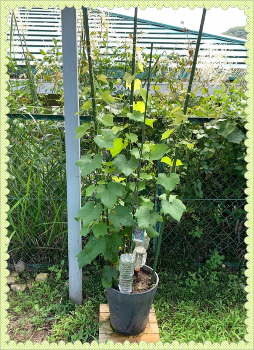 こちらはデラウェアの苗木 　　葉が沢山出てきて、枝も順調に伸びています 