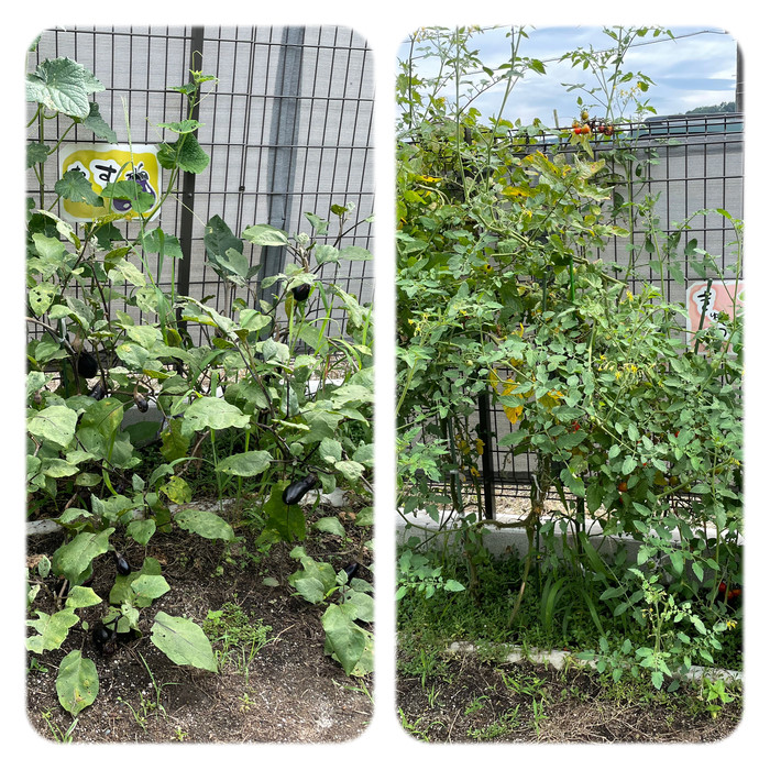 ルンビニ園のなすときゅうりとミニトマトもそろそろ収穫期を終えそうです。たくさん給食で頂きました   