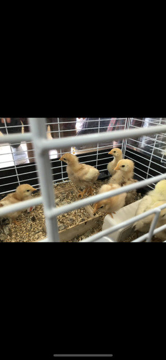 四恩幼稚園に来たばかりの時はヒヨコさんでした 