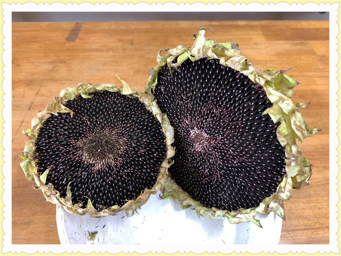 花に種がびっしり詰まっています。