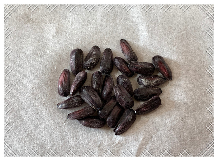 第12世の種として来年植えます 