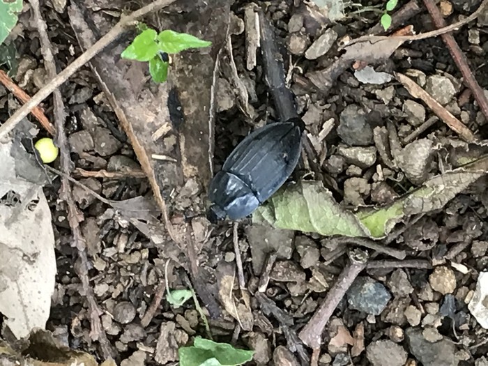 このムシ、何てムシ？ 