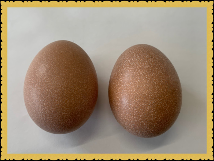 もみじの卵 褐色が特徴です。