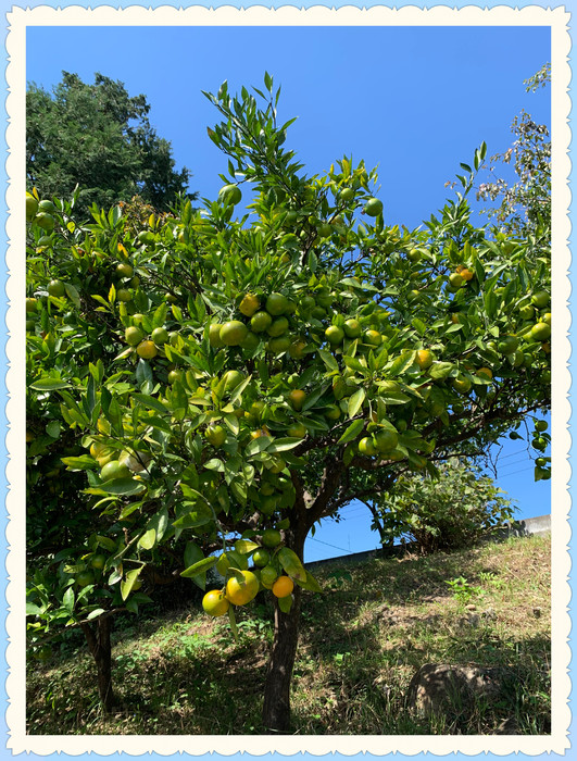 木に鈴なりで成っていて、今年も豊作になりそうです