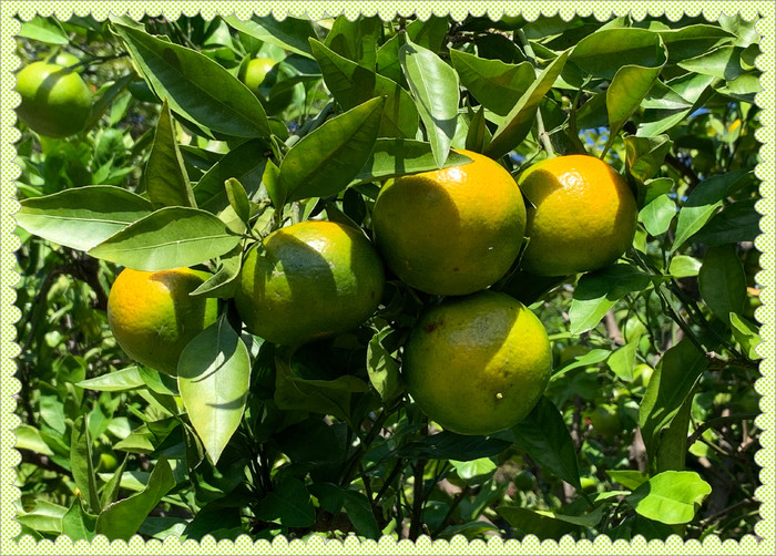 オレンジ色になり始めている実もあります